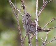 Lincolns Sparrow 3272